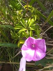 Ipomoea furcyensis