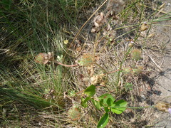 Trifolium diffusum