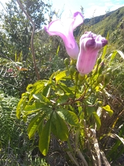 Ipomoea furcyensis