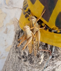 Schistocerca piceifrons peruviana