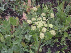 Angelica pinnata