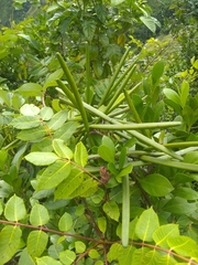 Pinochia corymbosa