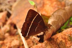 Parataygetis lineata