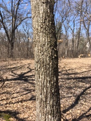Ostrya virginiana