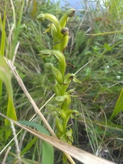 Habenaria alata
