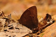 Parataygetis lineata