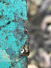 Teuthocoris africanus