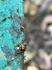 Teuthocoris africanus
