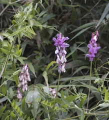 Vicia nigricans