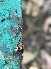 Teuthocoris africanus