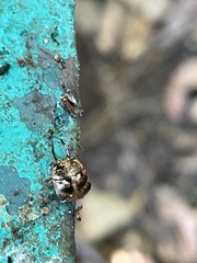 Teuthocoris africanus