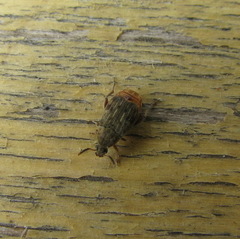 Acanthoscelides obtectus