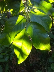 Casearia sylvestris