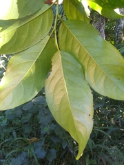 Casearia sylvestris