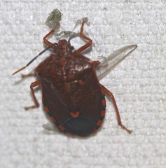 Anaxarchus pardalinus