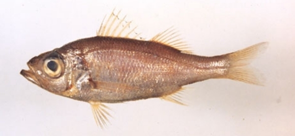 Splendid Seabass