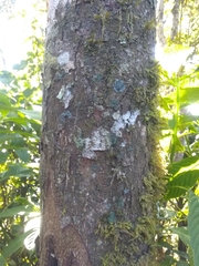 Casearia sylvestris