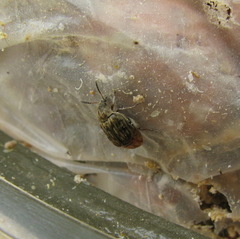 Acanthoscelides obtectus