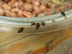 Acanthoscelides obtectus