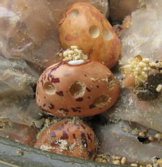 Acanthoscelides obtectus