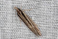 Leptosaces schistopa