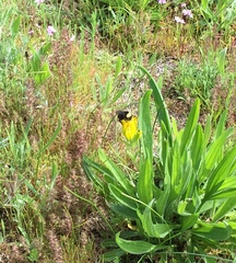 Castilleja levisecta