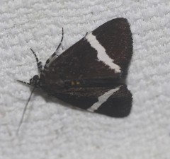 Coenotoca subaspersa