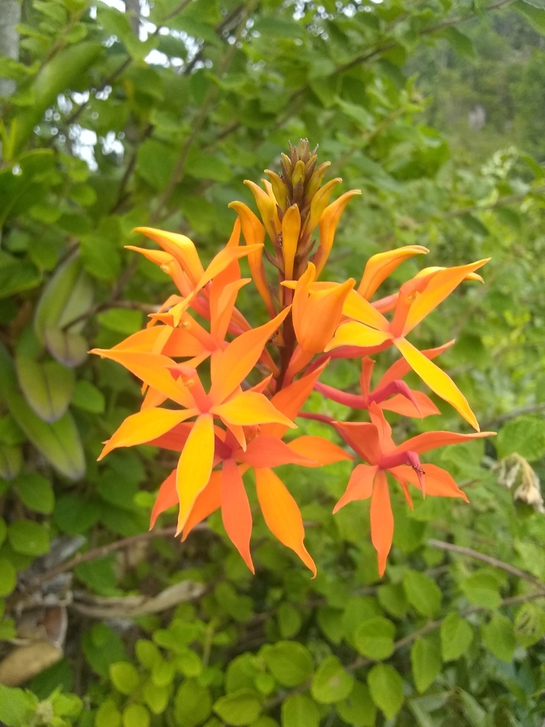Epidendrum wrightii Lindl.