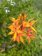 Epidendrum wrightii