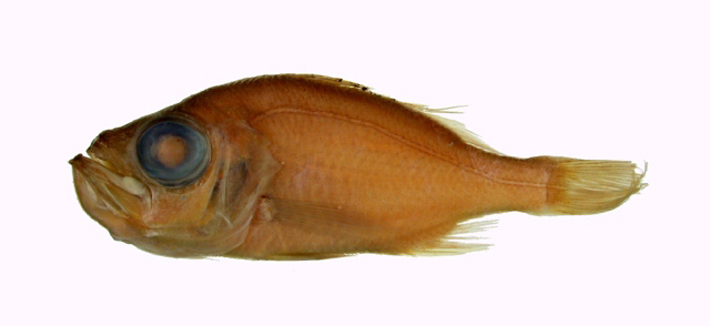 Grey Seabass