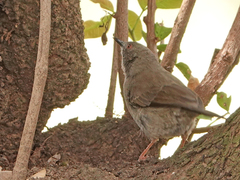Calamonastes undosus