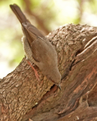 Calamonastes undosus