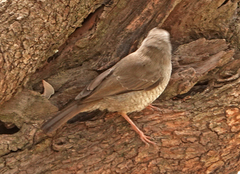 Calamonastes undosus