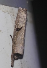 Pilostibes stigmatias