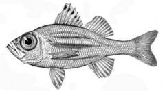 Grey Seabass photo 2