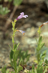 Penstemon papillatus