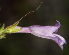 Penstemon papillatus
