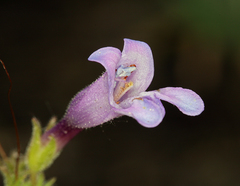 Penstemon papillatus