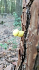 Buchwaldoboletus lignicola