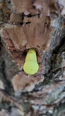Buchwaldoboletus lignicola