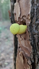 Buchwaldoboletus lignicola