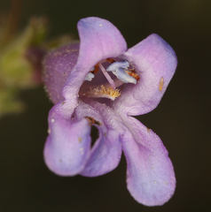 Penstemon papillatus