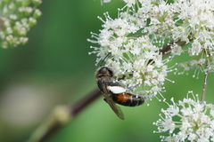 Andrena rosae