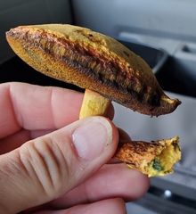 Buchwaldoboletus lignicola