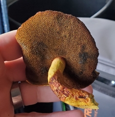 Buchwaldoboletus lignicola