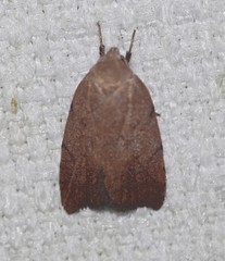 Tortricopsis semijunctella