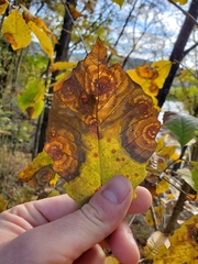 Cristulariella