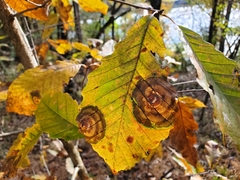 Cristulariella