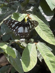 Graphium leonidas