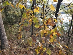 Cristulariella